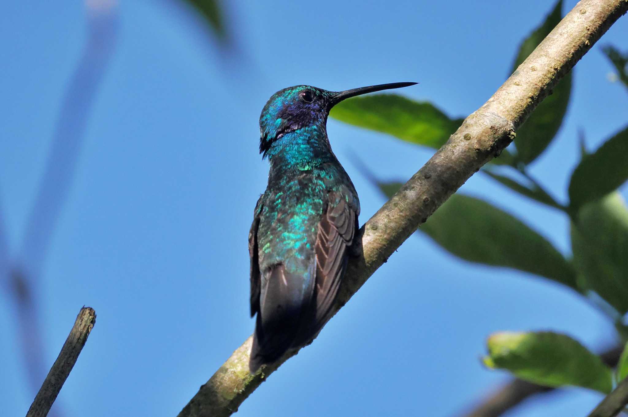 Photo of Lesser Violetear at Mindo(Ecuador) by 藤原奏冥