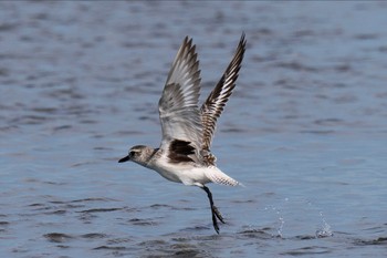 ダイゼン ふなばし三番瀬海浜公園 2023年6月4日(日)