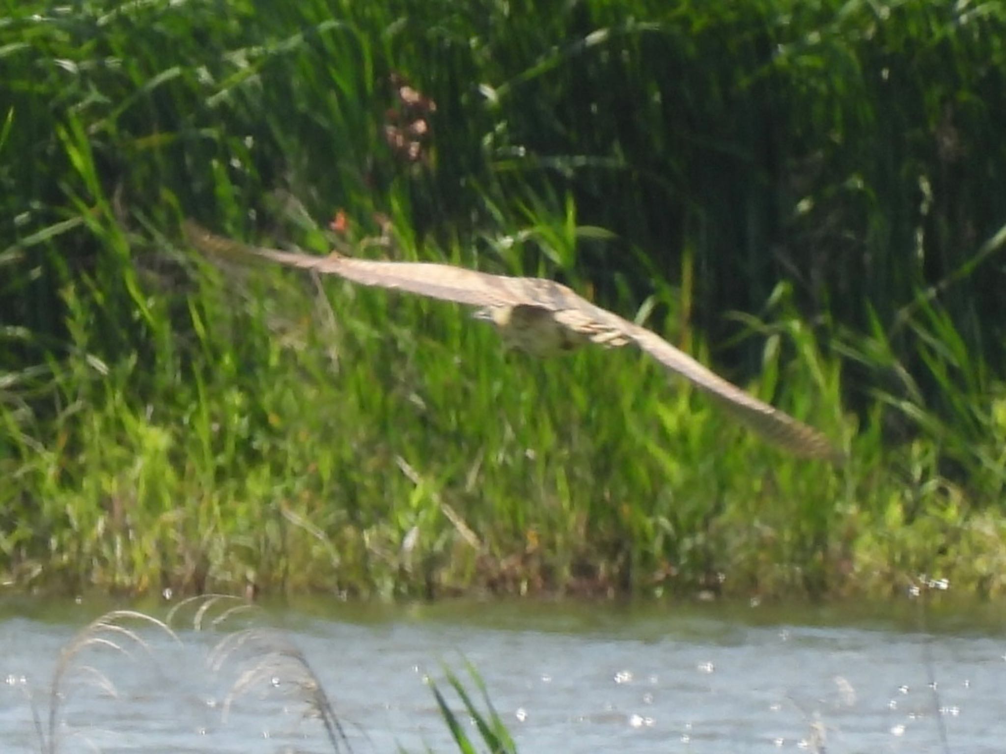 Photo of Eastern Marsh Harrier at Watarase Yusuichi (Wetland) by ツピ太郎