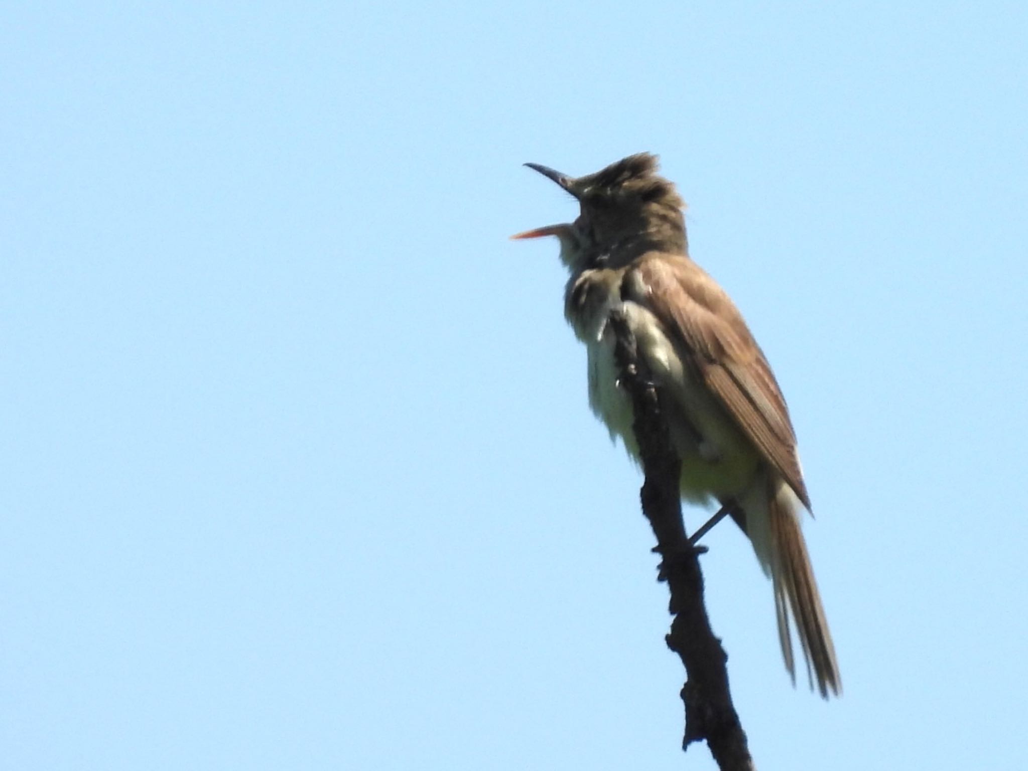 Oriental Reed Warbler