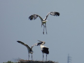 2023年6月4日(日) 渡良瀬遊水地の野鳥観察記録