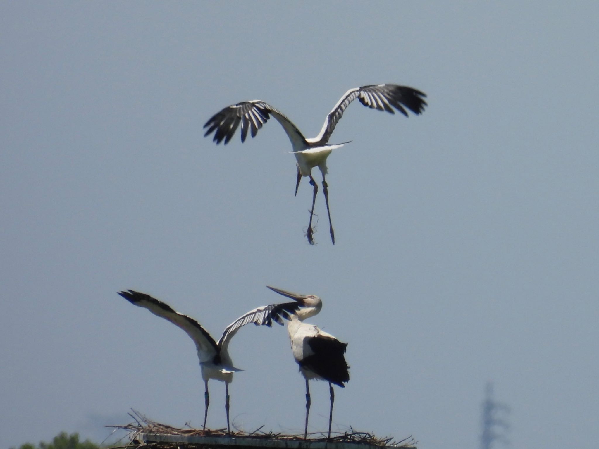 Oriental Stork