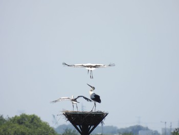 コウノトリ 渡良瀬遊水地 2023年6月4日(日)