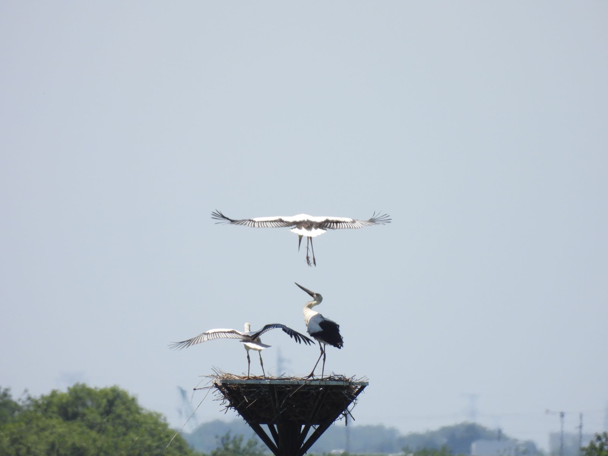 Oriental Stork