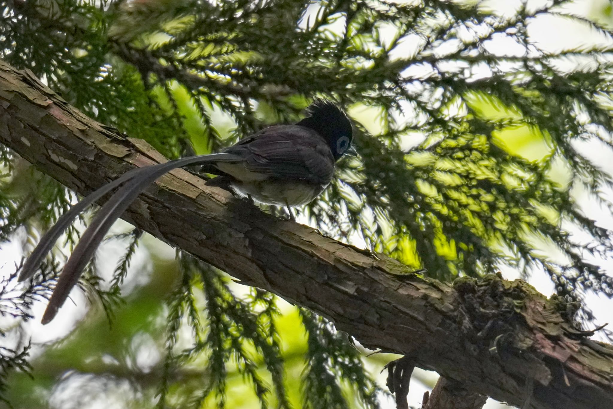 Black Paradise Flycatcher