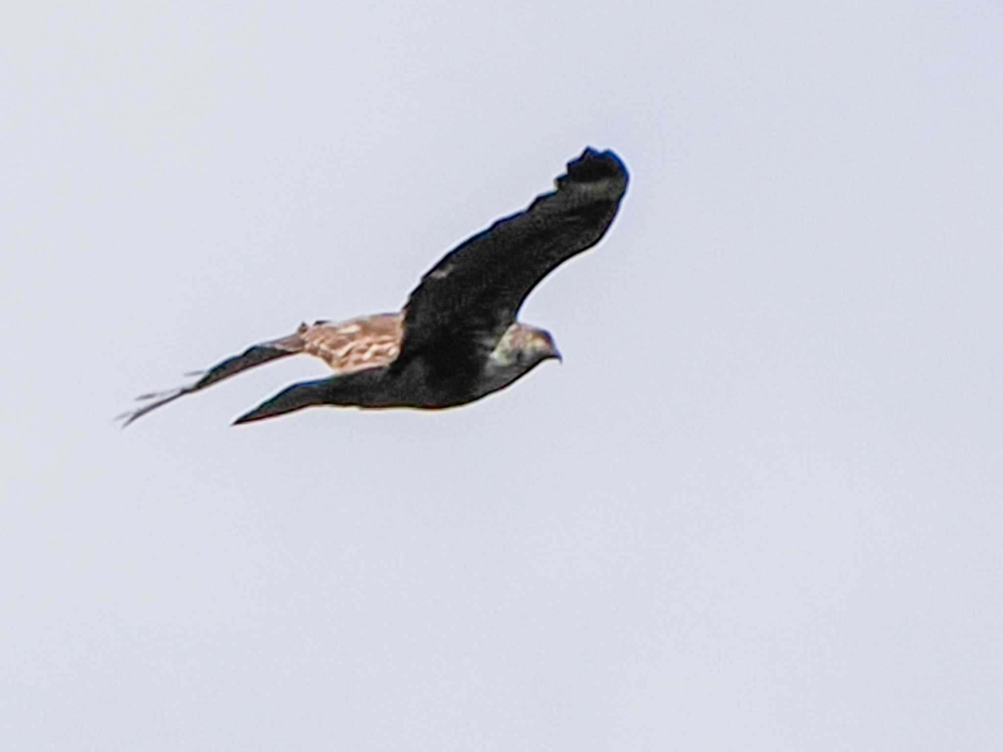 Eastern Buzzard