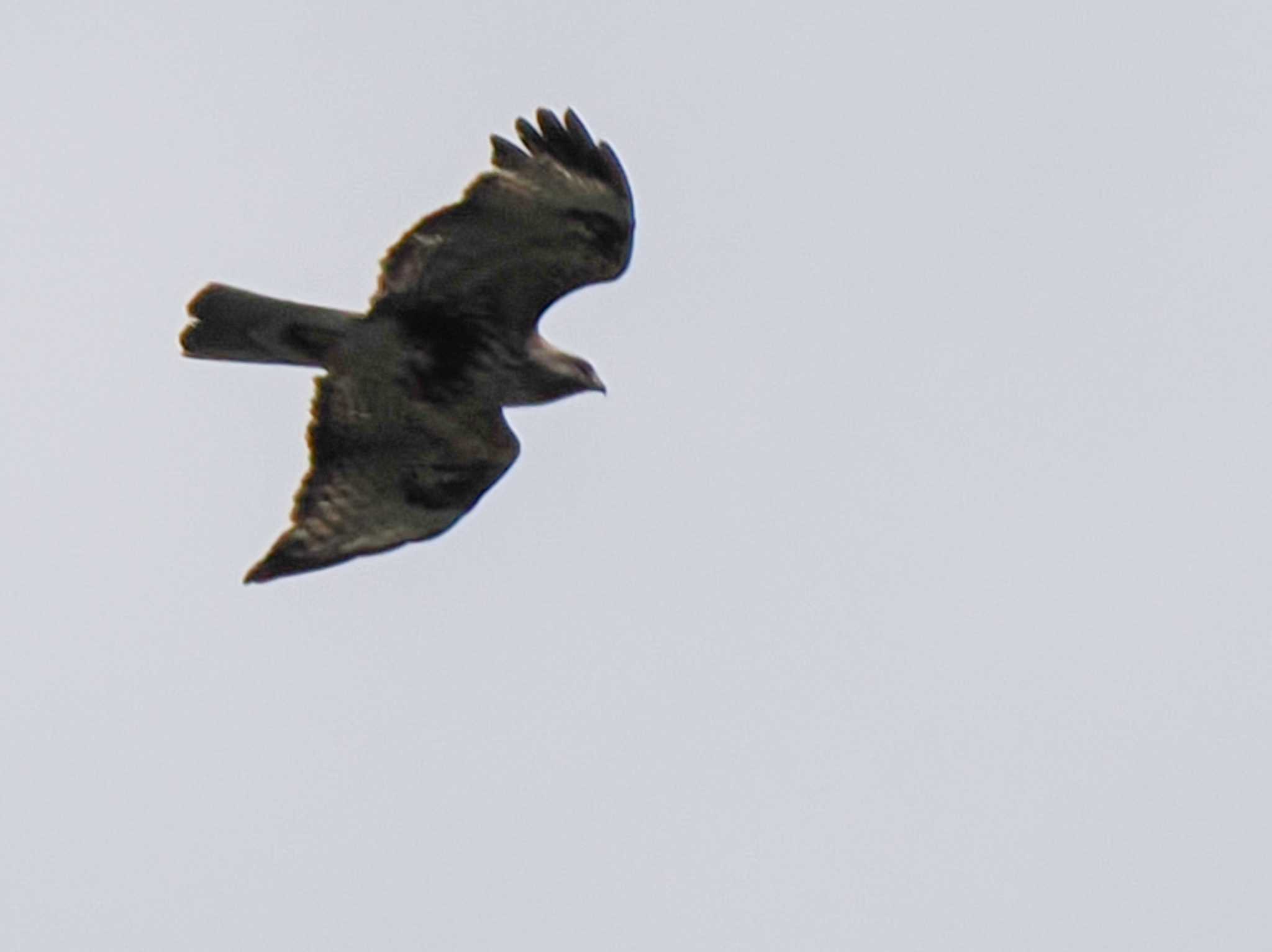 Eastern Buzzard