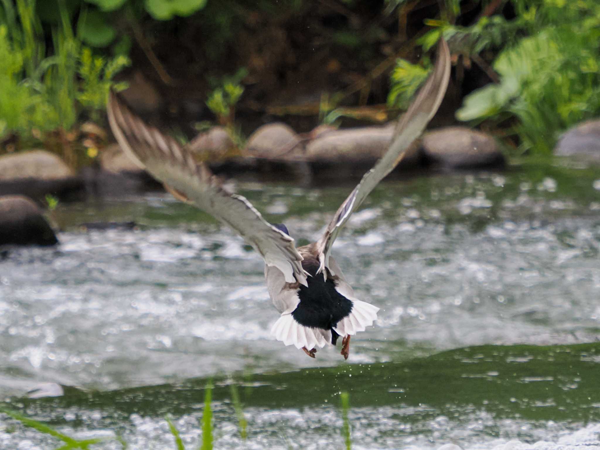 Photo of Mallard at 福井緑地(札幌市西区) by 98_Ark (98ｱｰｸ)