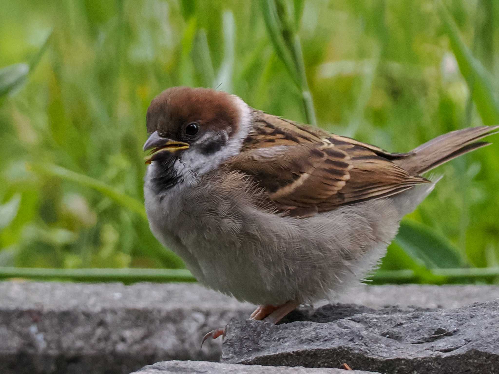 Eurasian Tree Sparrow