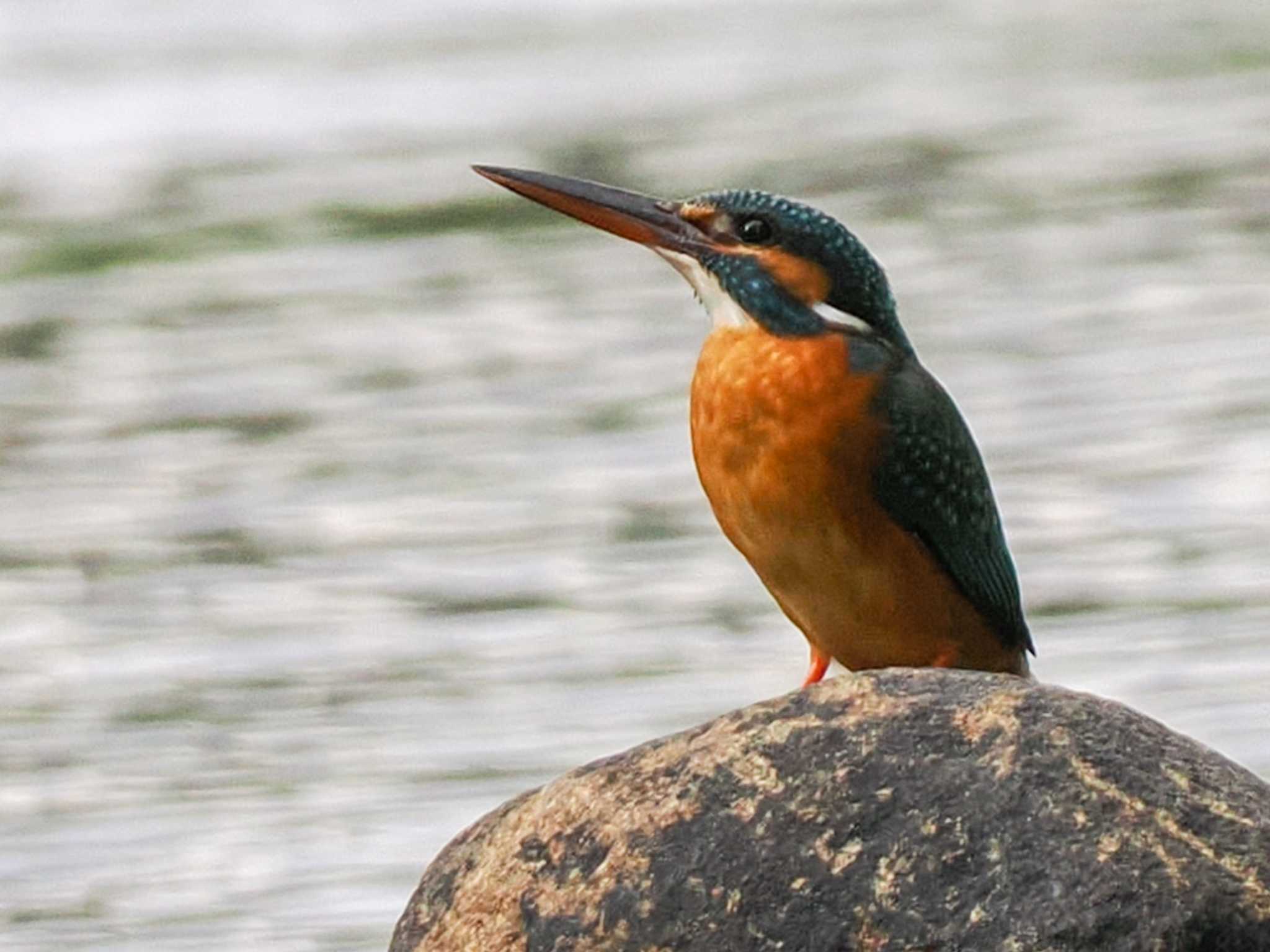 Photo of Common Kingfisher at 福井緑地(札幌市西区) by 98_Ark (98ｱｰｸ)