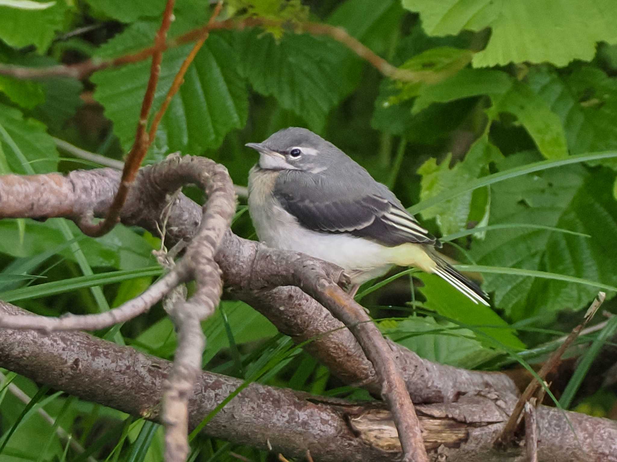 Grey Wagtail