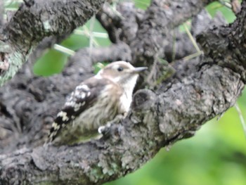 2023年6月4日(日) 大阪城公園の野鳥観察記録