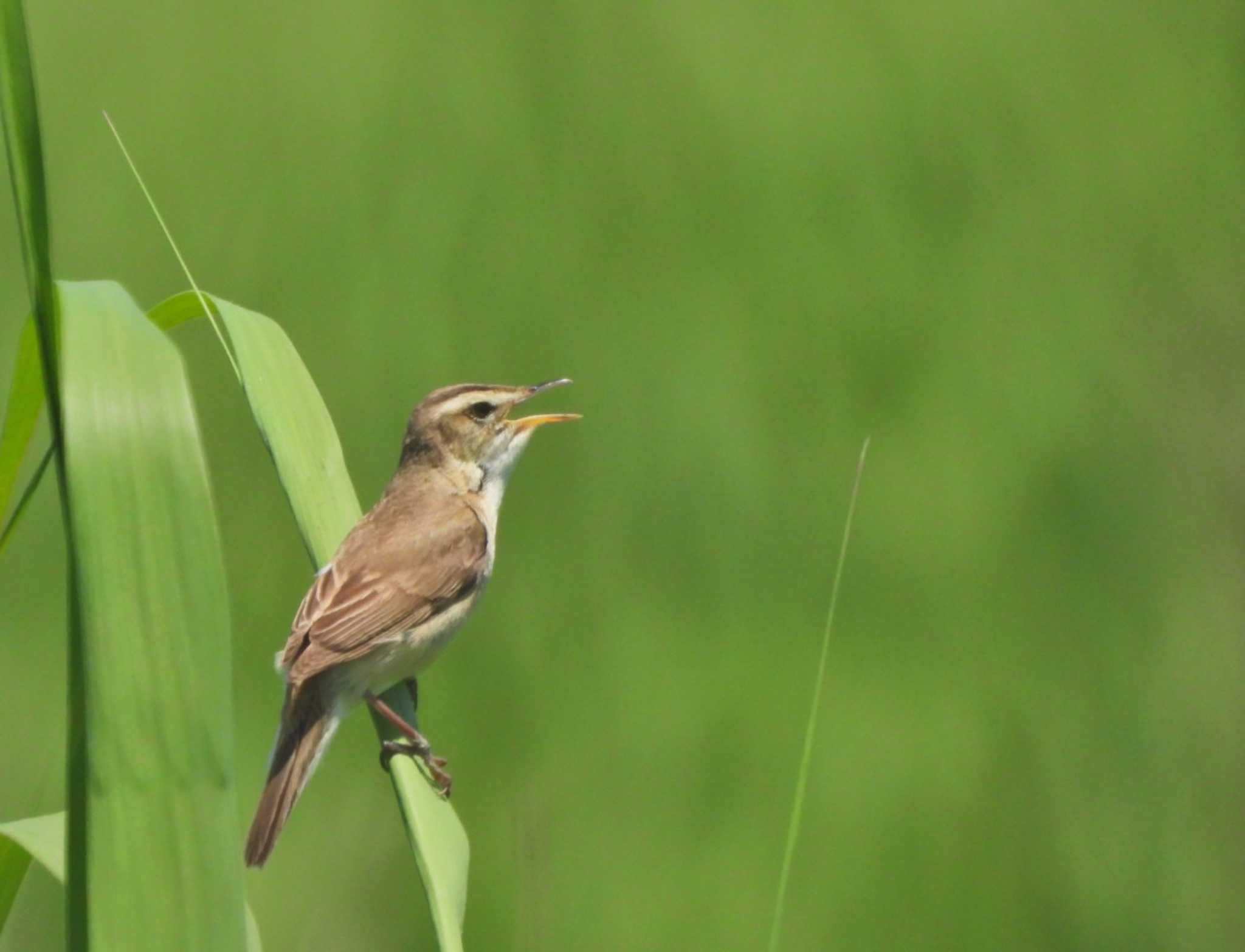 Black-browed Reed Warbler