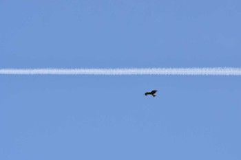 Black Kite Watarase Yusuichi (Wetland) Sun, 6/4/2023