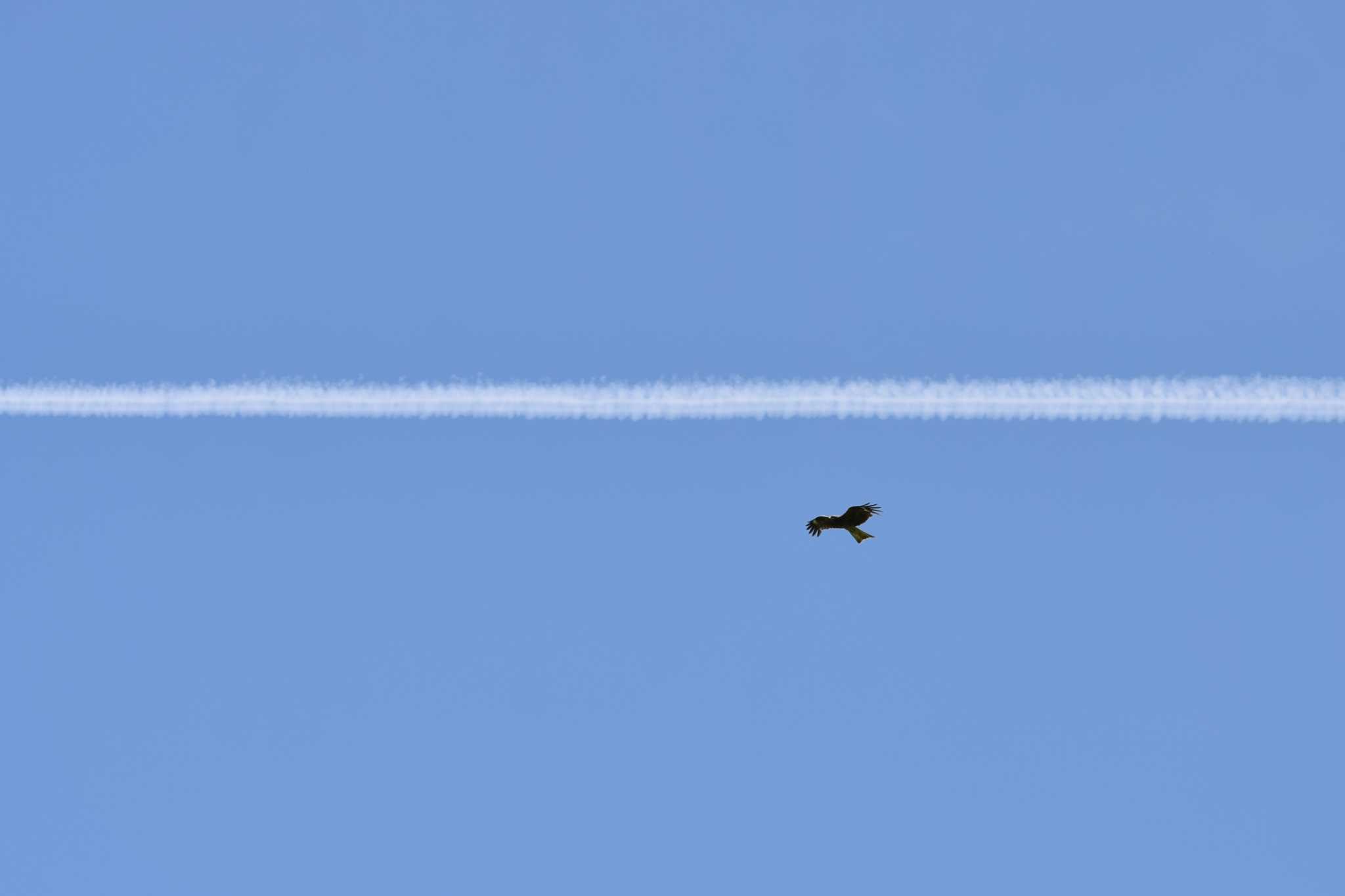 飛行機雲にゴールイン！ by NM🐥📷