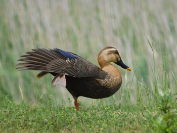 カルガモ 行徳野鳥保護区 2023年6月4日(日)