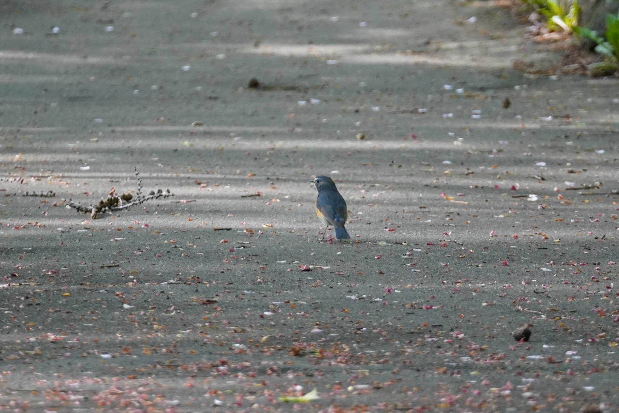 Photo of Red-flanked Bluetail at Asahiyama Memorial Park by くまちん