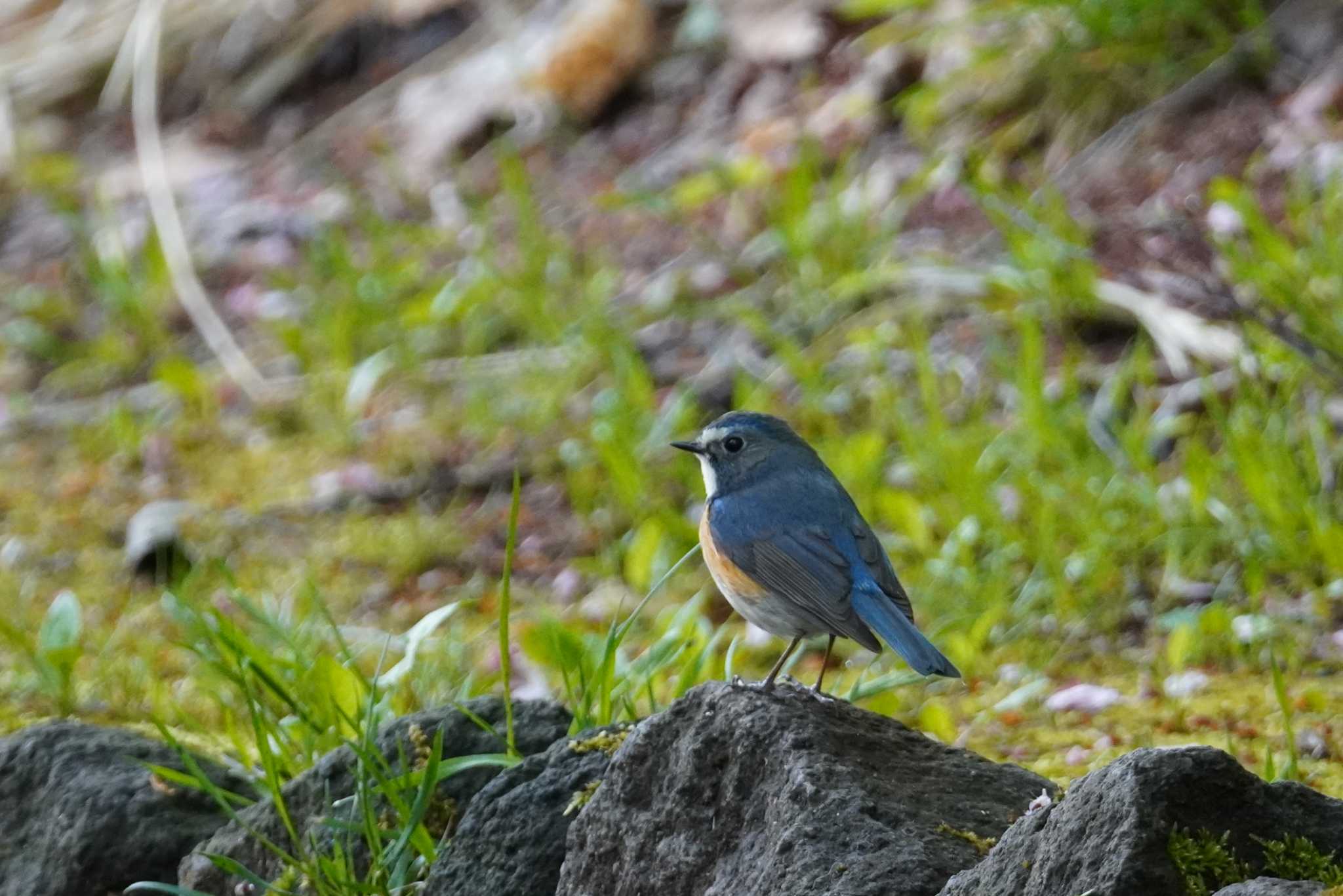 Photo of Red-flanked Bluetail at Asahiyama Memorial Park by くまちん