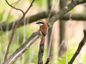 Brown Shrike 勇払原野 Sat, 6/3/2023