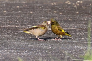 Grey-capped Greenfinch Watarase Yusuichi (Wetland) Sun, 6/4/2023