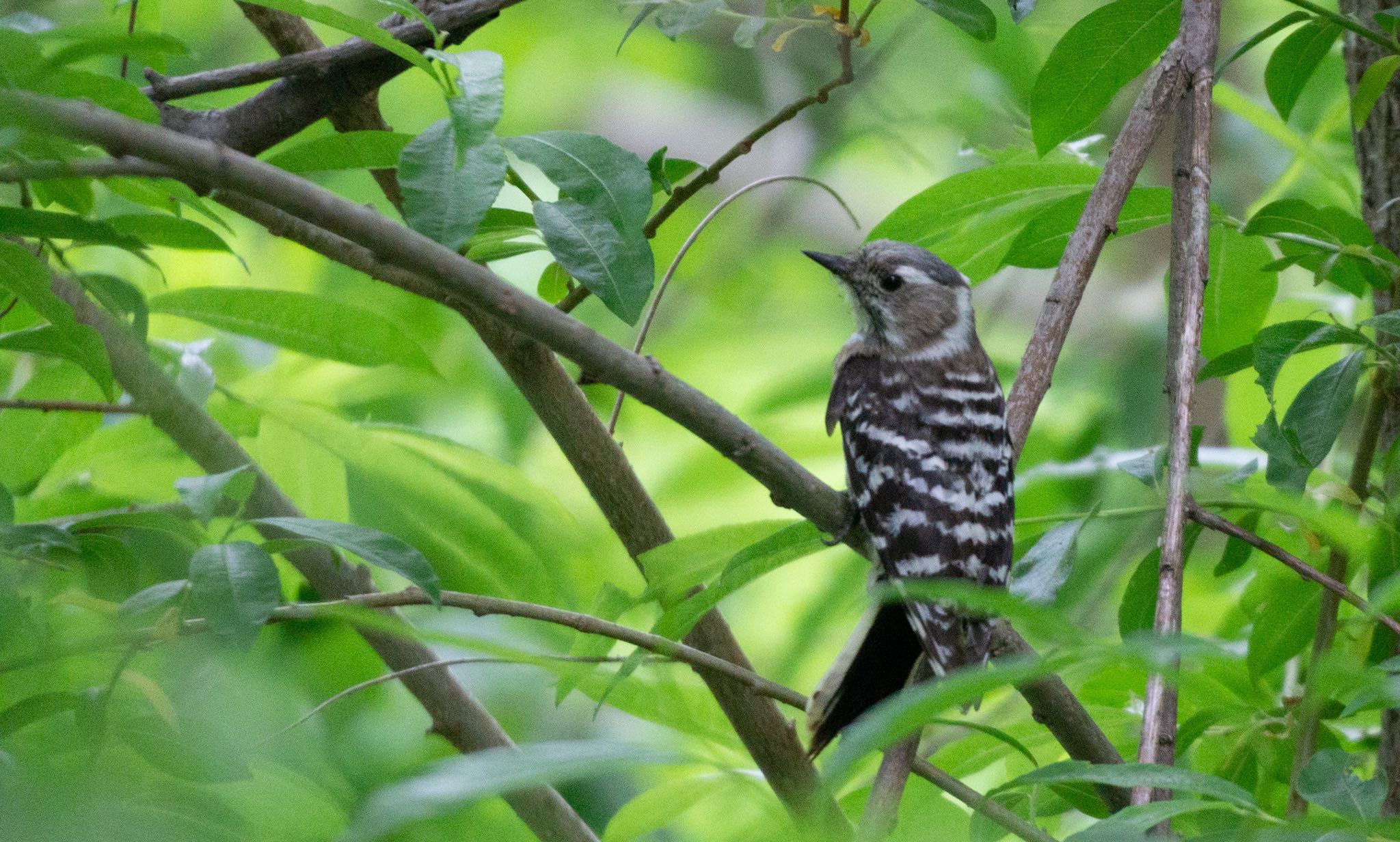 Photo of Japanese Pygmy Woodpecker(seebohmi) at Makomanai Park by マルCU