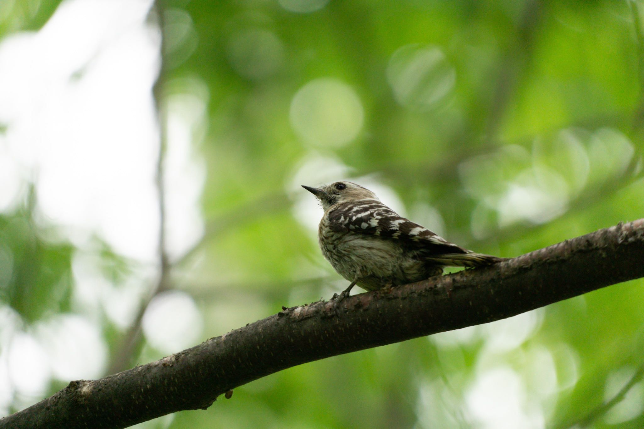 Photo of Japanese Pygmy Woodpecker(seebohmi) at Makomanai Park by マルCU