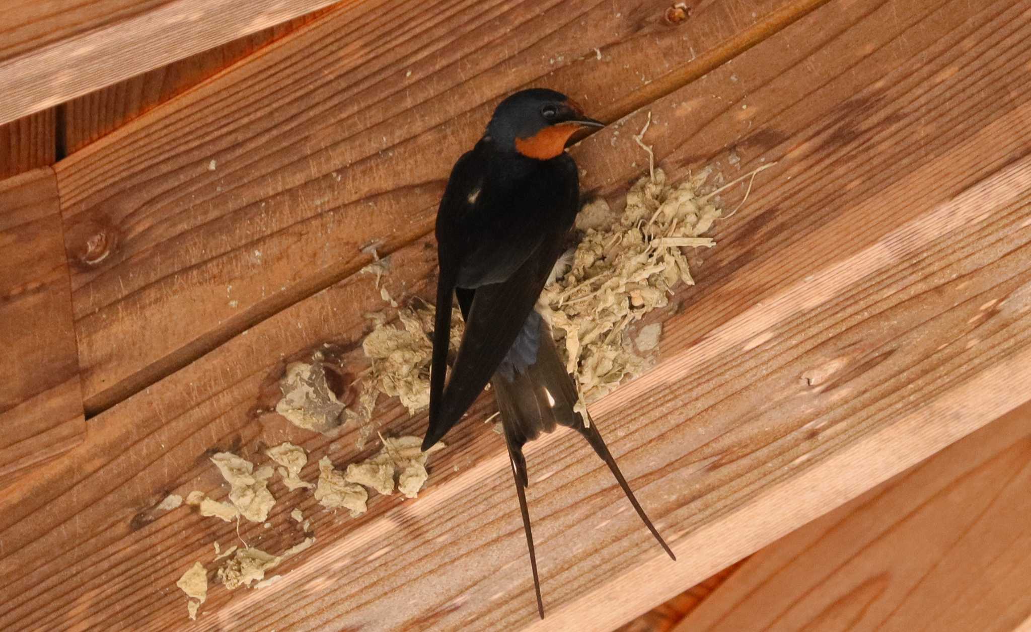 Barn Swallow