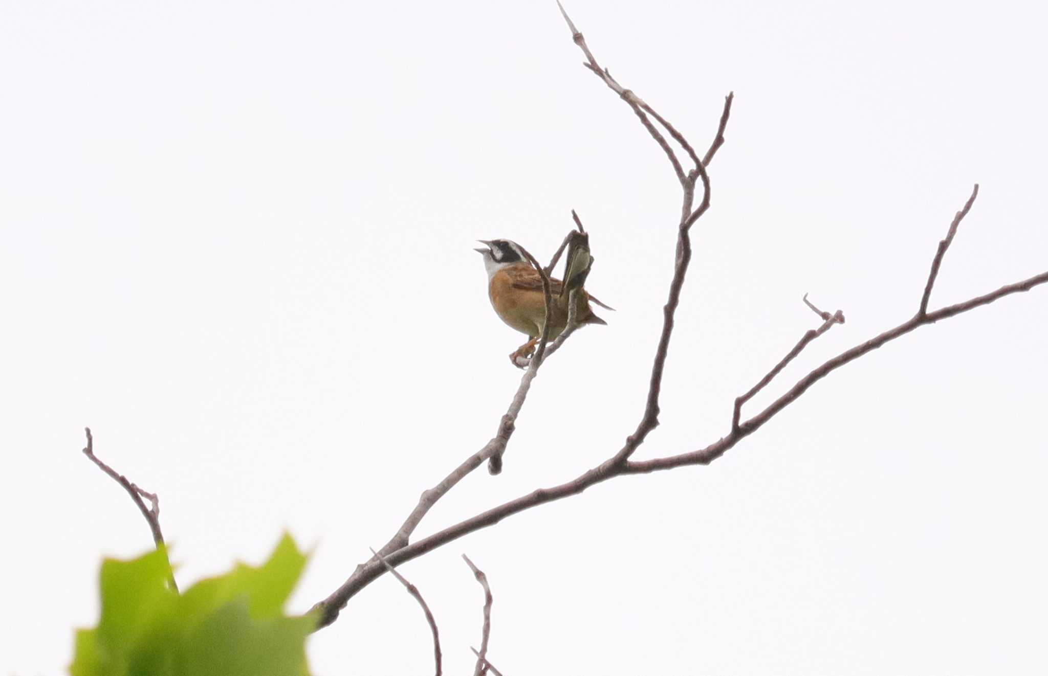 Meadow Bunting