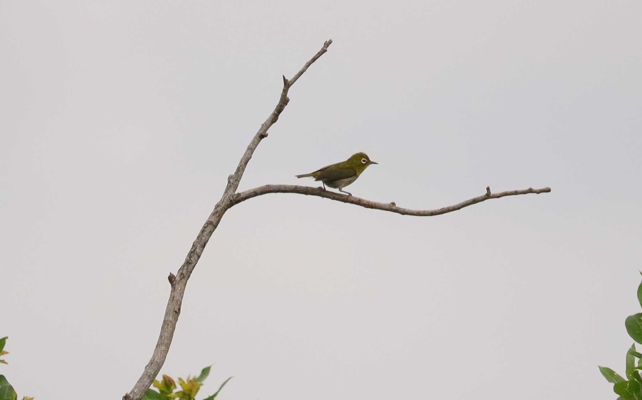 Warbling White-eye