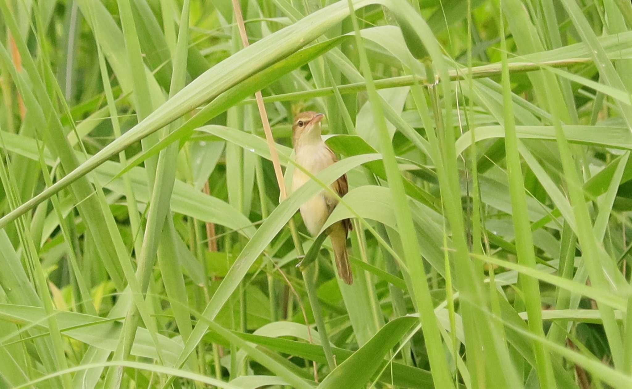 Oriental Reed Warbler