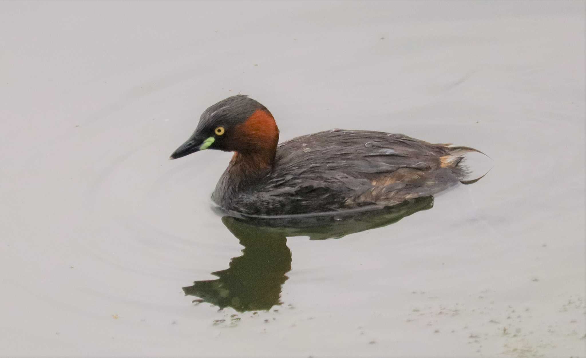 Little Grebe