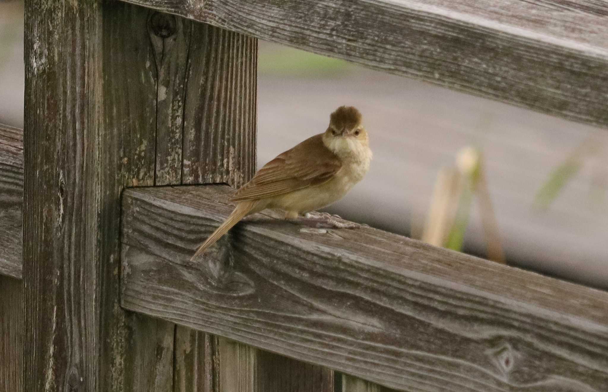 Oriental Reed Warbler