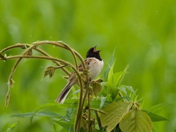 2023年6月4日(日) 妙岐ノ鼻の野鳥観察記録