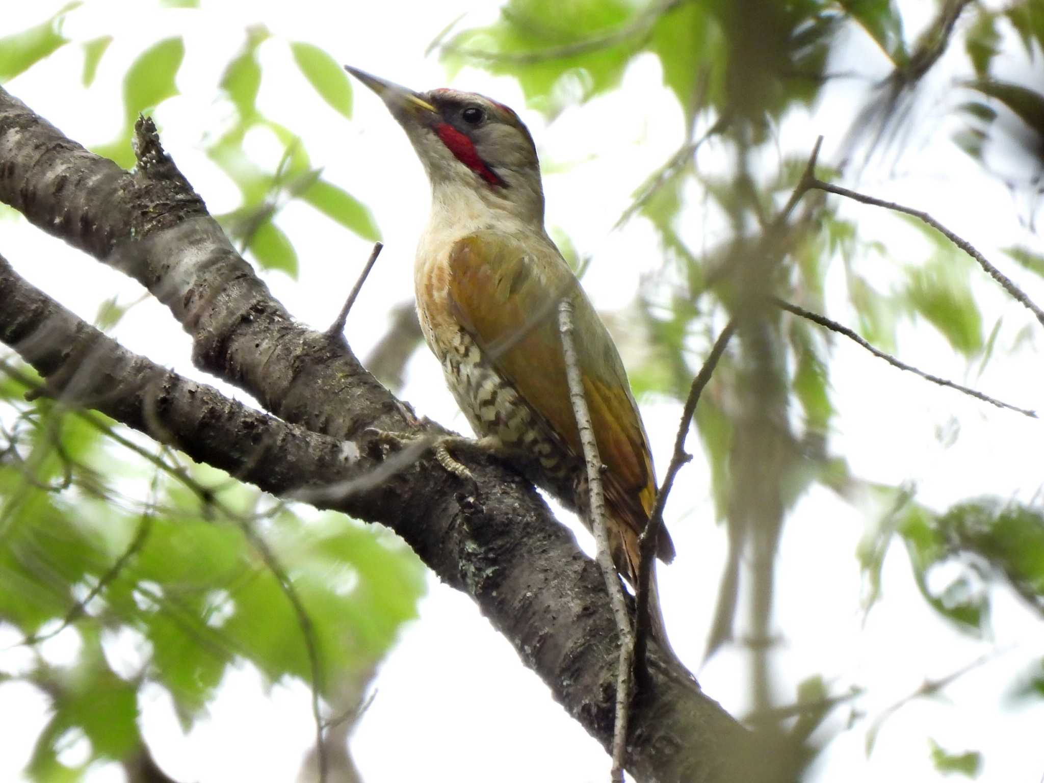 Photo of Japanese Green Woodpecker at 日本ラインうぬまの森 by 寅次郎