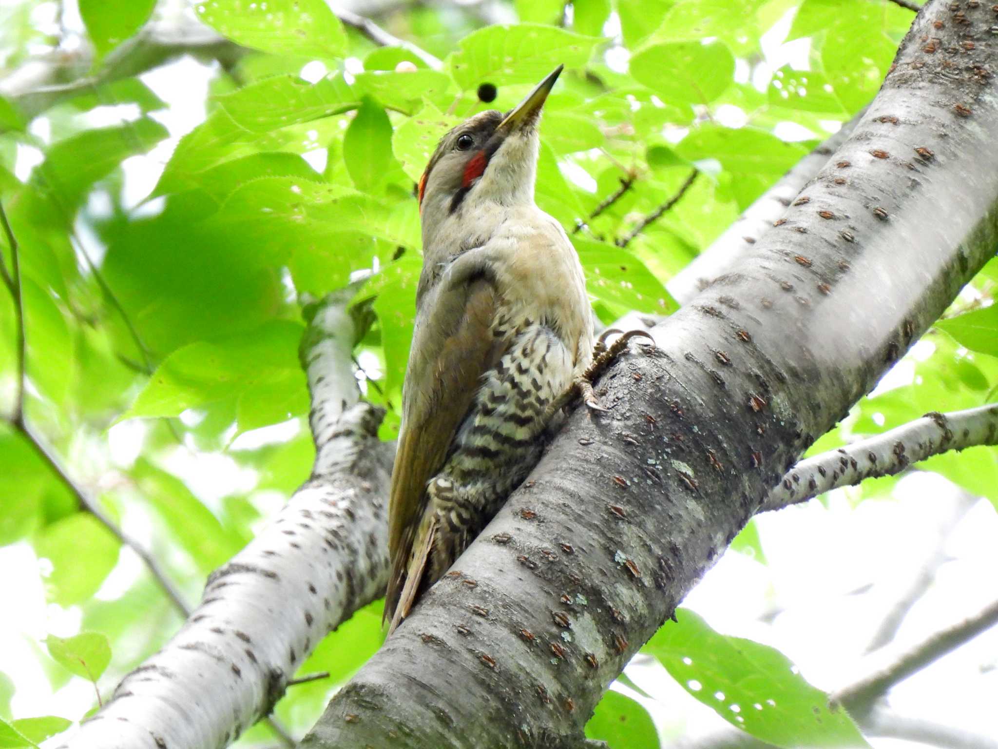 Photo of Japanese Green Woodpecker at 日本ラインうぬまの森 by 寅次郎