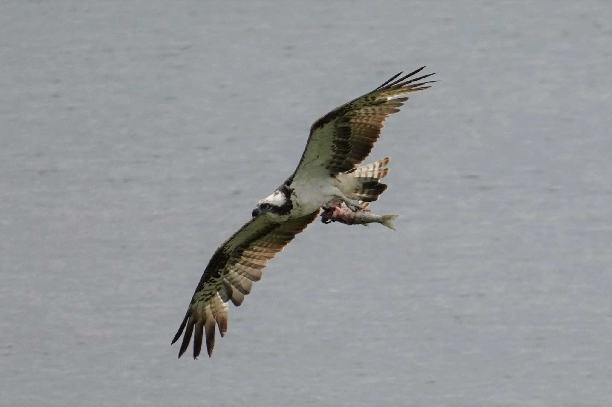 Osprey