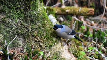 Eurasian Bullfinch 八ヶ岳縞枯山 Sun, 6/4/2023