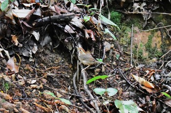 Puff-throated Babbler Kaeng Krachan National Park Wed, 6/13/2018