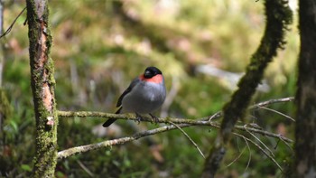 Eurasian Bullfinch 八ヶ岳縞枯山 Sun, 6/4/2023