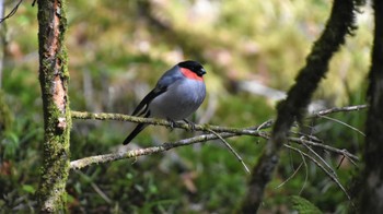 Eurasian Bullfinch 八ヶ岳縞枯山 Sun, 6/4/2023