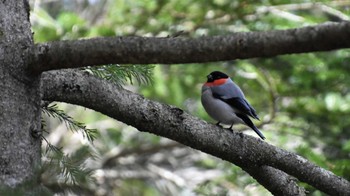 Eurasian Bullfinch 八ヶ岳縞枯山 Sun, 6/4/2023