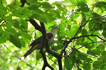 Mountain Imperial Pigeon