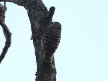 Japanese Pygmy Woodpecker 岩屋堂公園 Sun, 6/4/2023