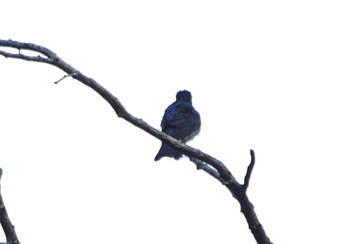 Blue-and-white Flycatcher 岩屋堂公園 Sun, 6/4/2023