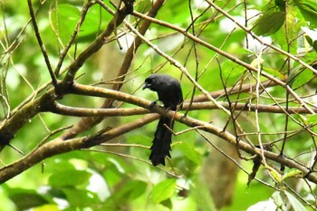 Ratchet-tailed Treepie