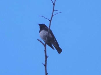 Blue-and-white Flycatcher 岩屋堂公園 Sun, 6/4/2023