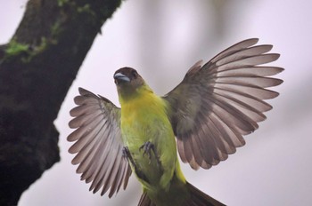 キゴシフウキンチョウ Mindo(Ecuador) 撮影日未設定