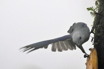 Blue-grey Tanager Mindo(Ecuador) Unknown Date