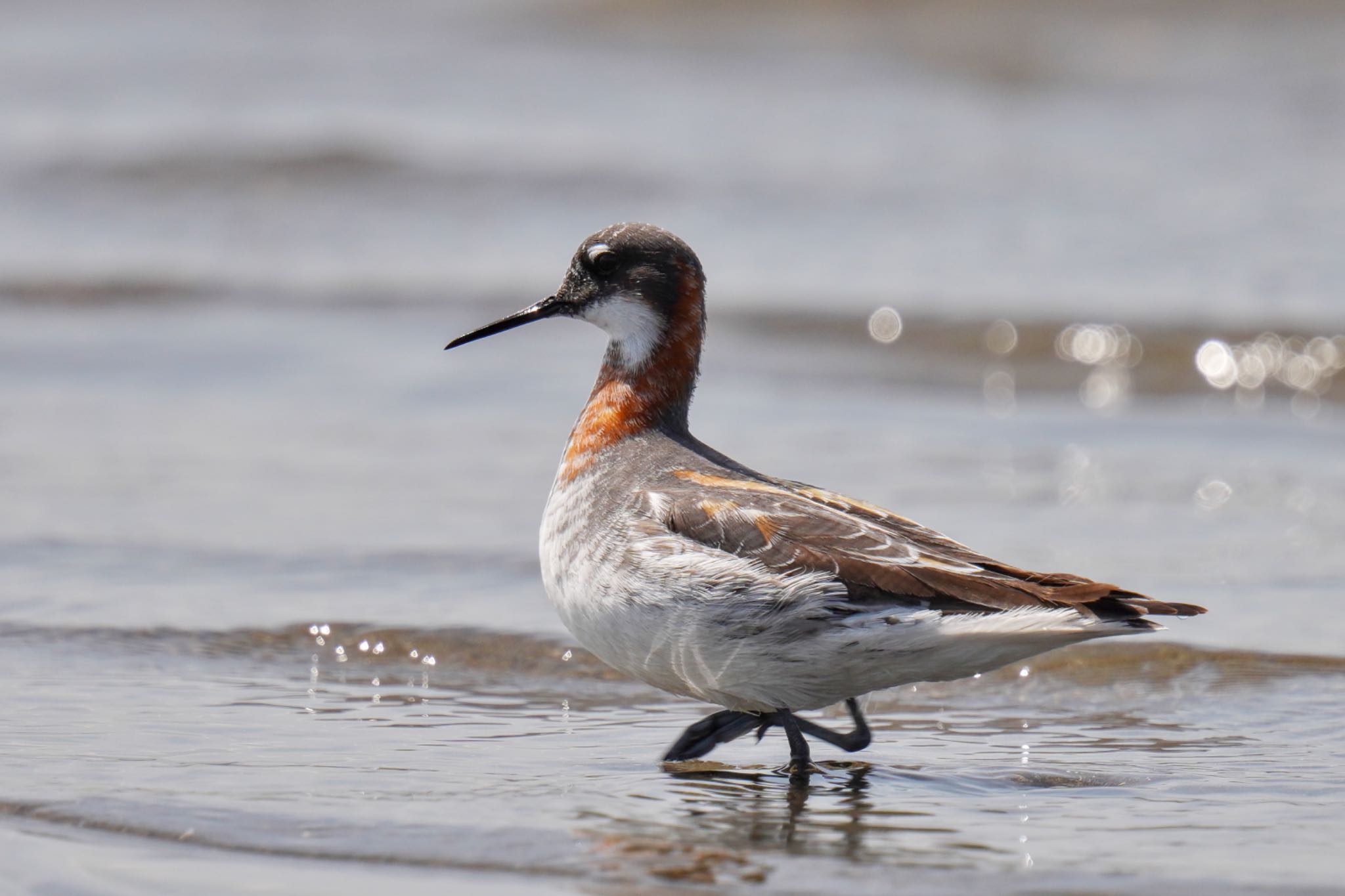 Photo of Red-necked Phalarope at Sambanze Tideland by アポちん