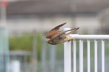 Common Kestrel 東大阪市 Sun, 5/28/2023